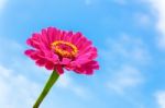 One Pink Zinnia Flower On Stem With Blue Sky Stock Photo