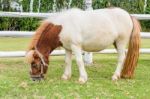 Dwarf Horses Eating Grass Stock Photo