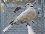 Eurasian Collared Dove Stock Photo