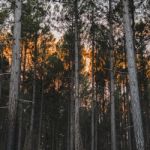 Pine Trees Forest In The Late Afternoon Stock Photo