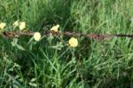 
Thousands Of Yellow Flowers On Old Rusty Barbed Wire Stock Photo