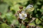 Large White (pieris Brassicae) Butterfly Female Feeding On A Bla Stock Photo