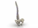 3d Rendered Human Spine Stock Photo