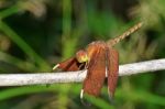 Russet Dragonfly Or Neurothemis Fulvia Female Stock Photo