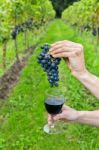 Hands Holding Bunch Of Grapes And Wine Glass Stock Photo