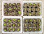 Seedlings Vegetable In Pot On Plastic Basket Stock Photo