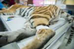 Tiger In Animal Hospital Stock Photo