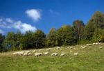 Sheep On A Green Meadow Stock Photo