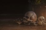 Skull On Wooden Of Dust Stock Photo
