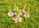 Some Bundles Of Garlic Lying On The Grass Stock Photo