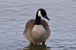 Beautiful Image With A Cute Canada Goose In The Lake Stock Photo