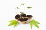 Cannabis Plant Vegetative Stage Of Marijuana Growing Marijuana Leaves Stock Photo