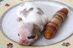 Newborn Chihuahua Puppy Stock Photo