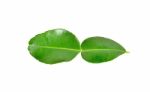 Bergamot Leaf On White Background Stock Photo