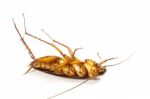 Cockroach Turn Face Up Stock Photo