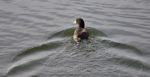 Isolated Image Of A Coot Swimming In Lake Stock Photo