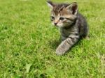 Tiger Kitten In The Grass Stock Photo