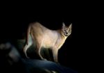 Caracal Standing On Rock Stock Photo