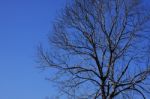 Shadow Of Lonely Tree Expand In Blue Sky Stock Photo