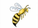 Honeybee Flying Drawing Stock Photo