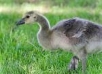 Picture With A Cute Chick Of Canada Geese Stock Photo