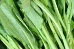 Brassica Stock Photo