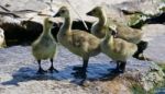 Beautiful Photo Of Four Small Chicks Of The Canada Geese Stock Photo