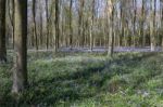 Bluebells In Wepham Wood Stock Photo