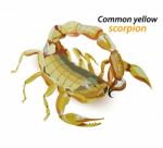 Common Yellow Scorpion Stock Photo