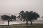 Foggy Countryside Stock Photo