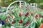 Glass Sphere Reflecting Tulips Flowers Stock Photo