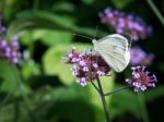 Small White (pieris Rapae) Butterfly Stock Photo
