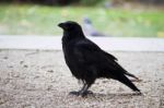 Lonely Crow Bird Stock Photo