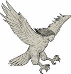 Harpy Swooping Drawing Stock Photo