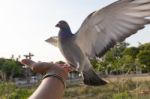Pigeon Bird Feeding On Human Hand Stock Photo