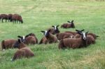 Flock Of Zwartbles Sheep At Conistone In The Yorkshire Dales Nat Stock Photo