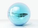 Whales In The Bubble Stock Photo