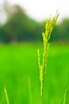 Spikelet Of Rice Stock Photo