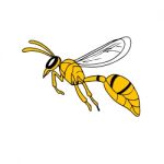 Wasp Flying Drawing Stock Photo