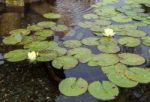 Water Lily (nymphaeaceae) Stock Photo