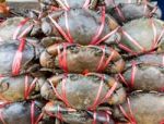 Black Crab Stock Photo