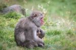 Japanese Macaque (macaca Fuscata) Or Snow Monkey Stock Photo
