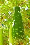 Wax Gourd Or Chalkumra Or Winter Melon Stock Photo