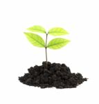 Young Plant In Ground Over White  Stock Photo