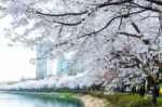 Cherry Blossom In Spring,background Stock Photo