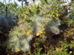 Huge Spiders Web On A Gorse Bush In The Ashdown Forest Stock Photo