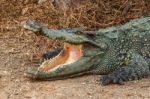 The Crocodile Stock Photo