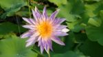 Purple  Lotus Flower Stock Photo