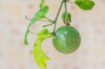 Closed-up View Of Fresh Passion Fruit. It Is Good Fruit For Diet Stock Photo