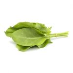 Bunch Of Fresh Green Sorrel Or Spinach On White Background Stock Photo